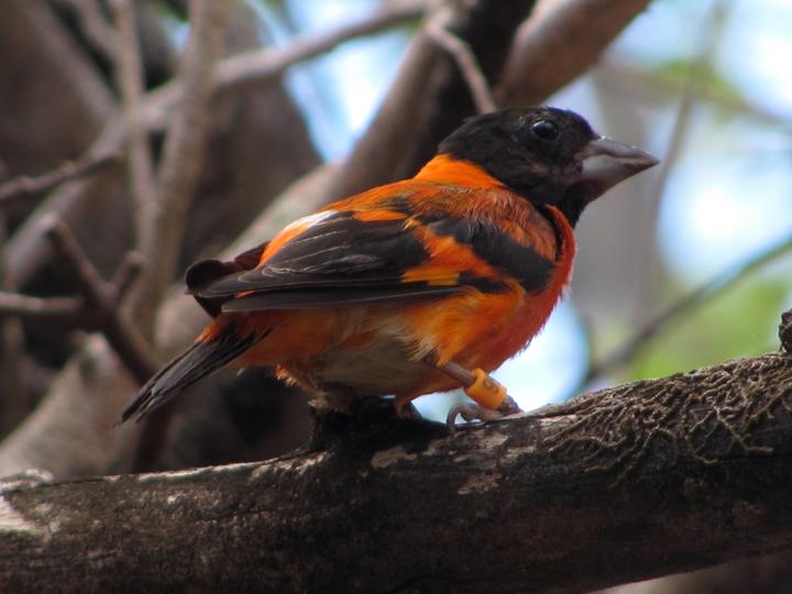 Red Siskin