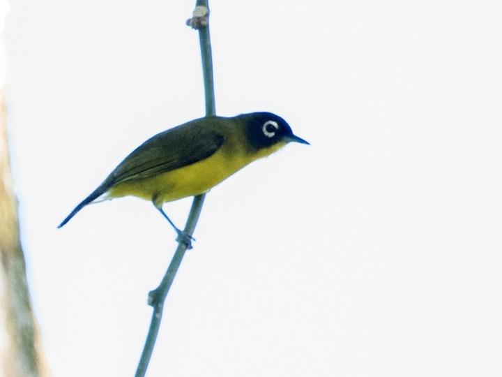 Bismarck White-eye
