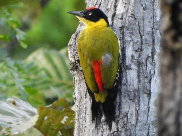 Black-headed Woodpecker