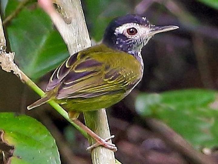 Black-headed Tailorbird