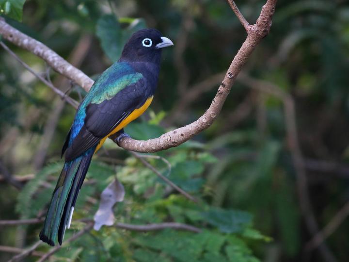 Black-headed Trogon