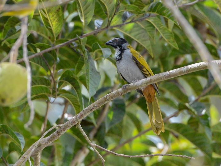 Black-headed Saltator