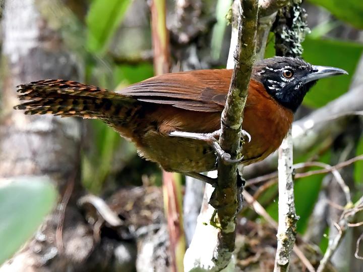 Sooty-headed Wren