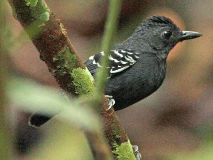 Black-headed Antbird