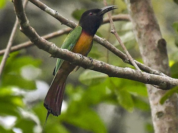 Black-headed Bee-eater