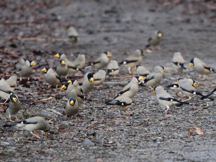Japanese Grosbeak