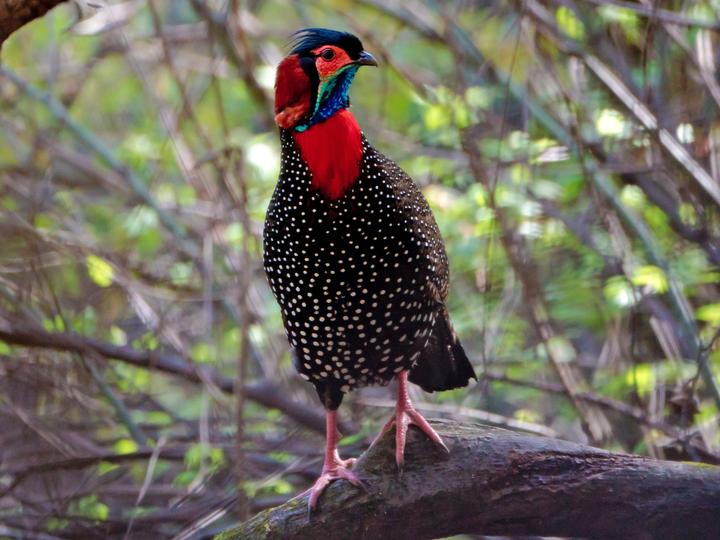 Western Tragopan