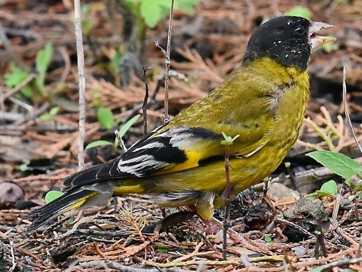Black-headed Greenfinch
