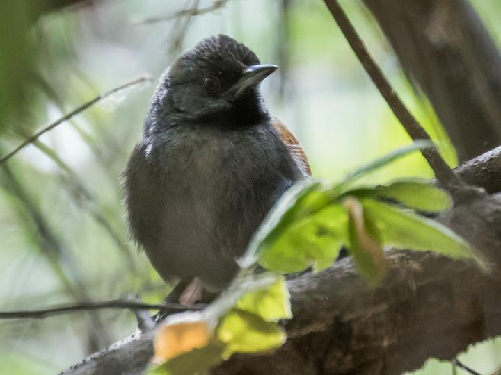 Blackish-headed Spinetail