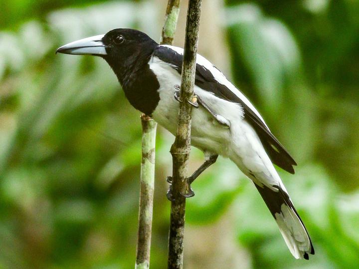 Hooded Butcherbird