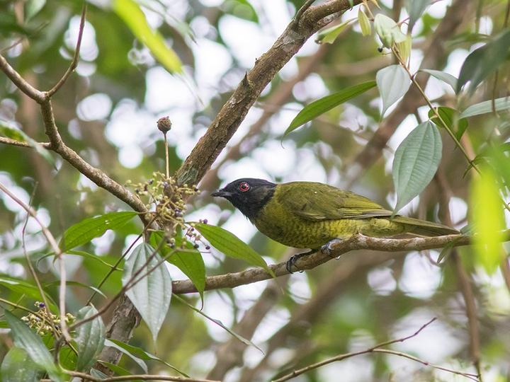 Black-headed Berryeater