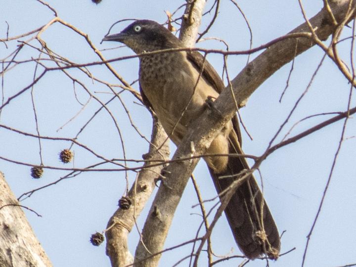 Blackcap Babbler