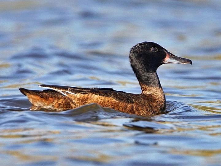 Black-headed Duck