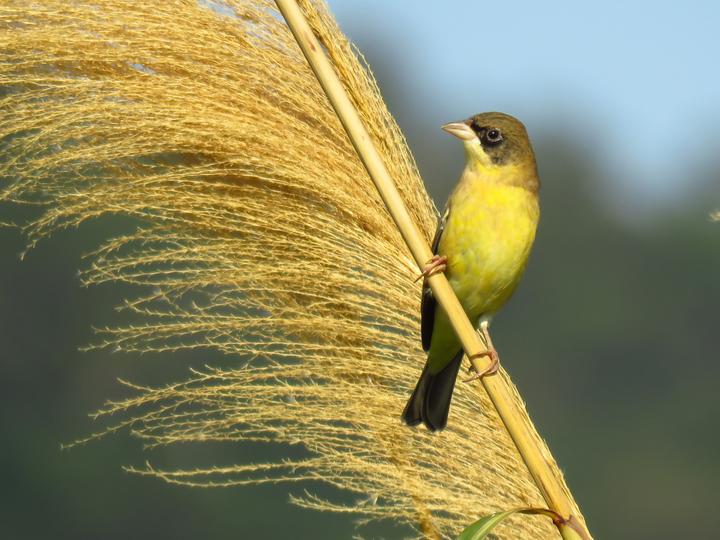Black-headed Bunting