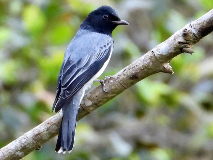 Black-headed Cuckooshrike