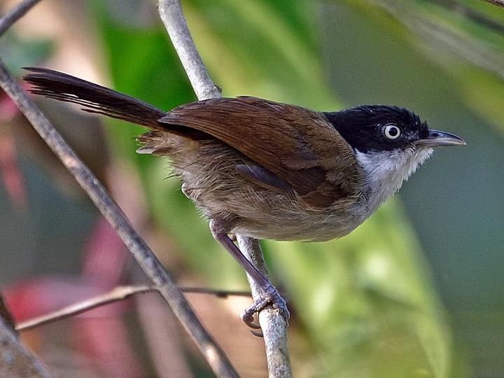 Dark-fronted Babbler
