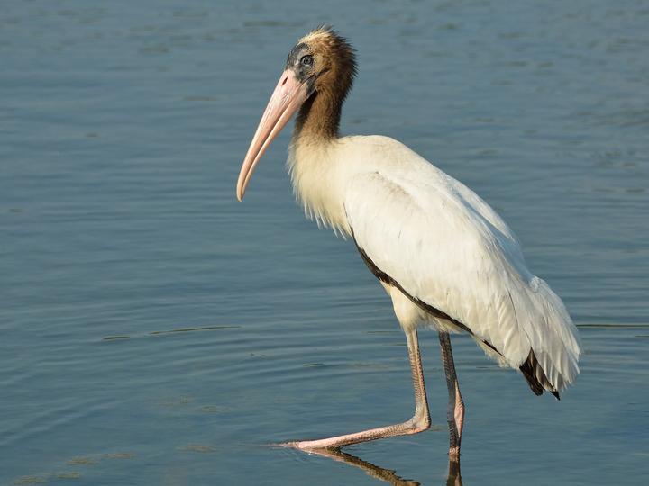 Wood Stork