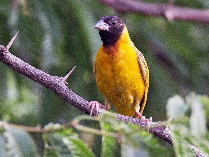 Black-headed Weaver