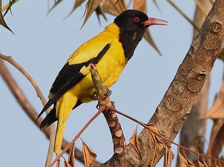 Black-hooded Oriole