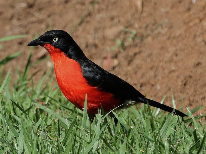 Black-headed Gonolek