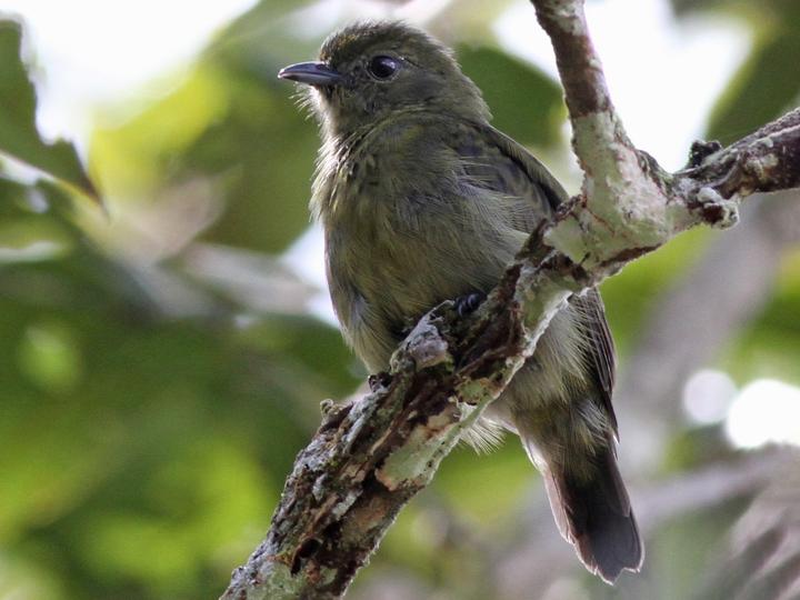 Black Manakin