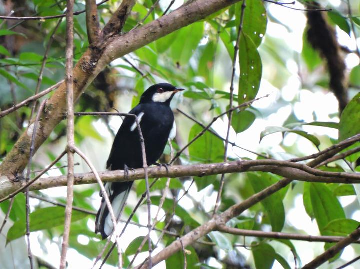 Black Solitaire