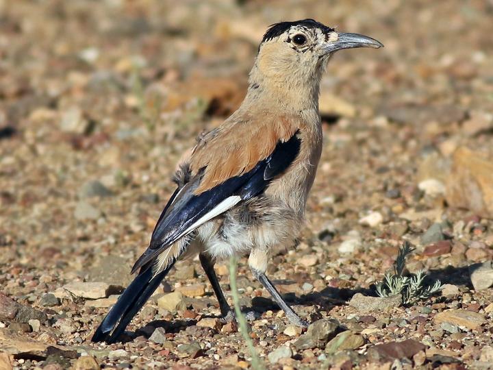 Mongolian Ground Jay