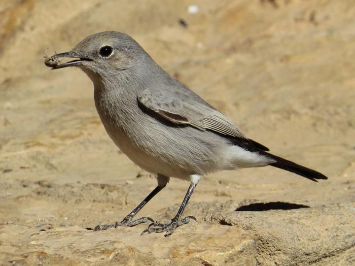 Blackstart