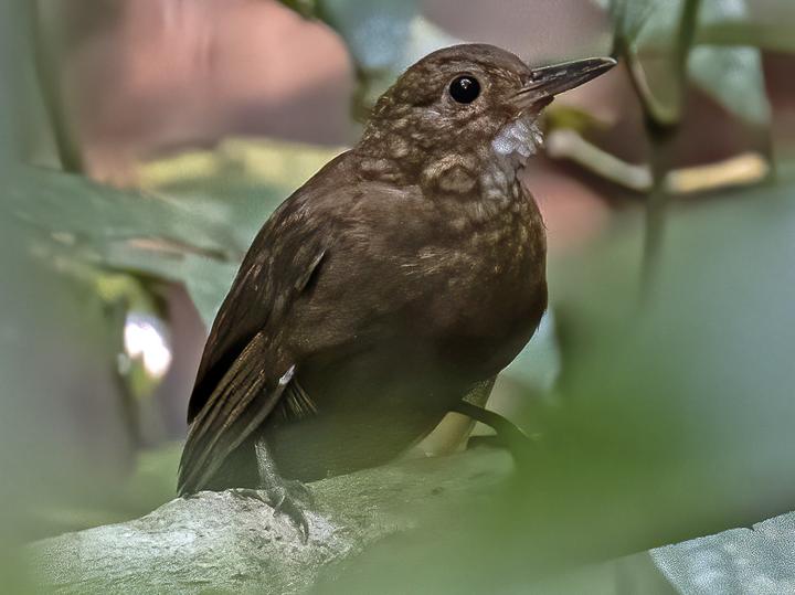 Black-tailed Leaftosser