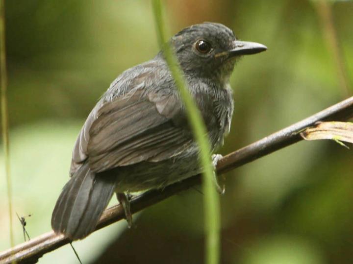 Black-tailed Antbird