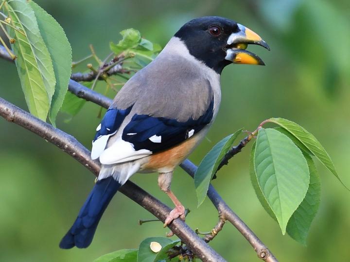 Chinese Grosbeak