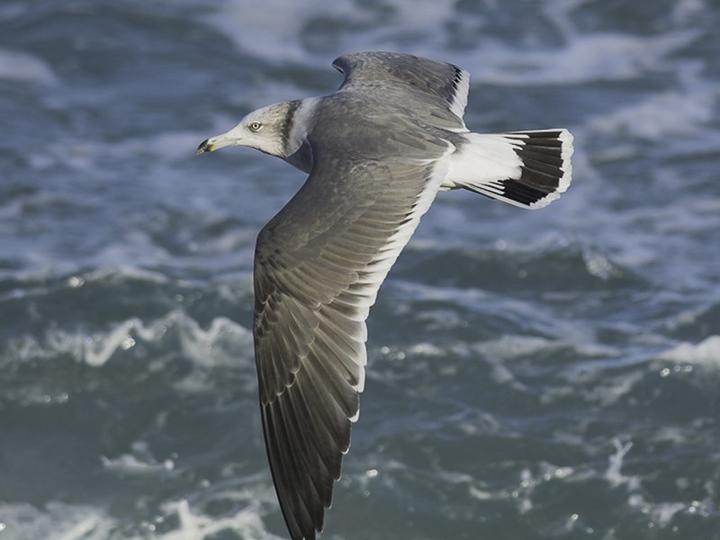 Black-tailed Gull