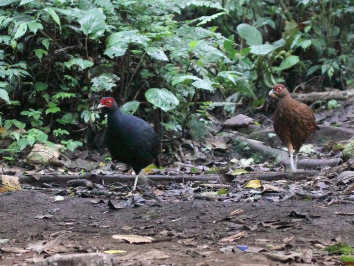 Salvadori's Pheasant
