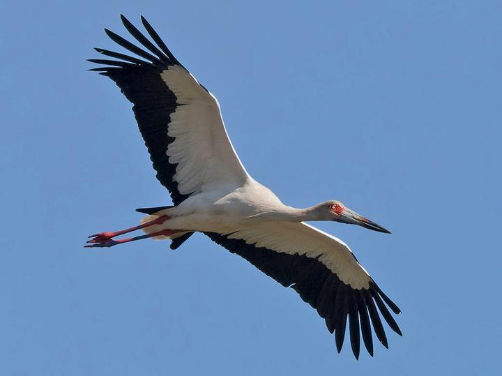 Maguari Stork