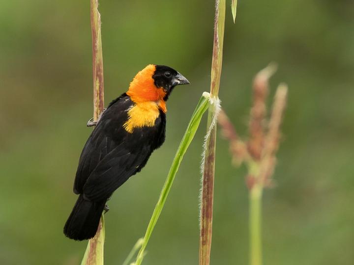 Black Bishop