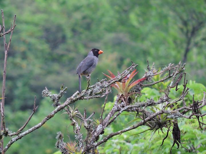 Black-cowled Saltator