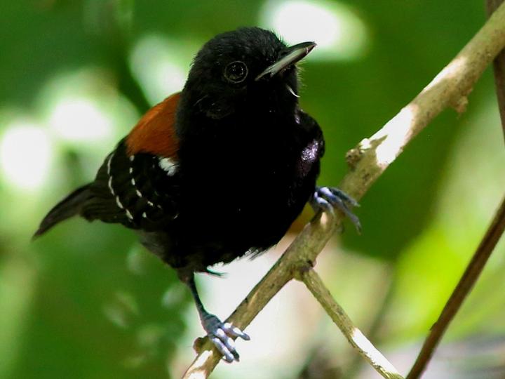 Black-hooded Antwren