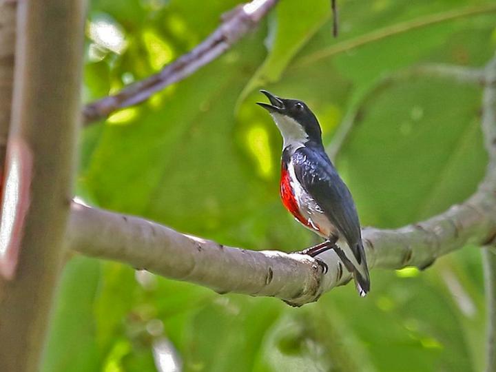 Black-belted Flowerpecker