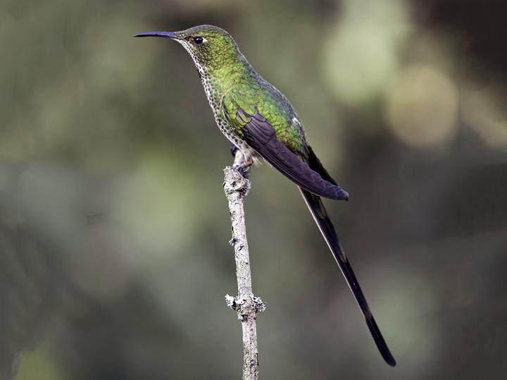 Black-tailed Trainbearer