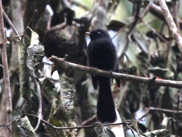 Black Fantail