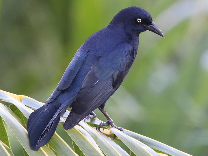 Greater Antillean Grackle