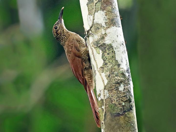 Black-banded Woodcreeper