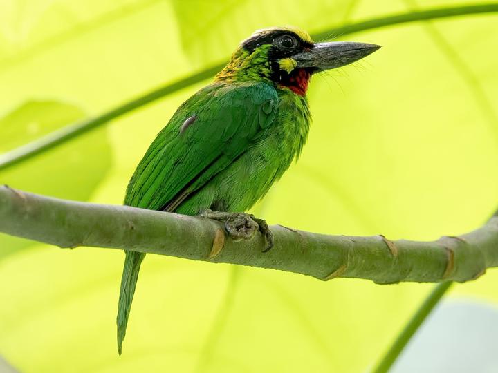 Black-banded Barbet