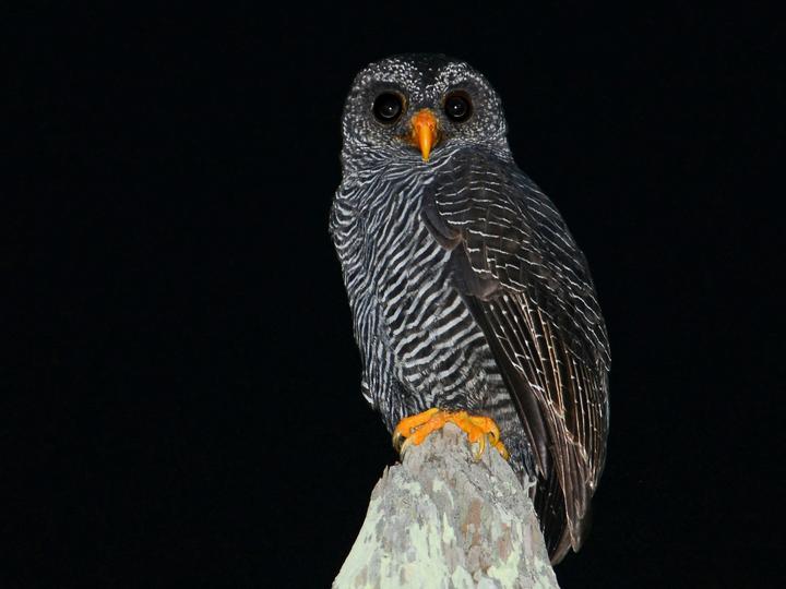 Black-banded Owl