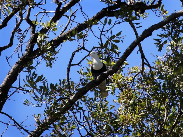 Black-banded Fruit Dove