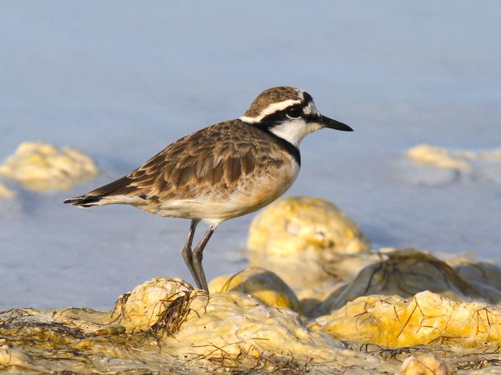Madagascar Plover