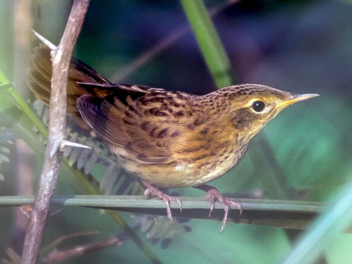Common Grasshopper Warbler