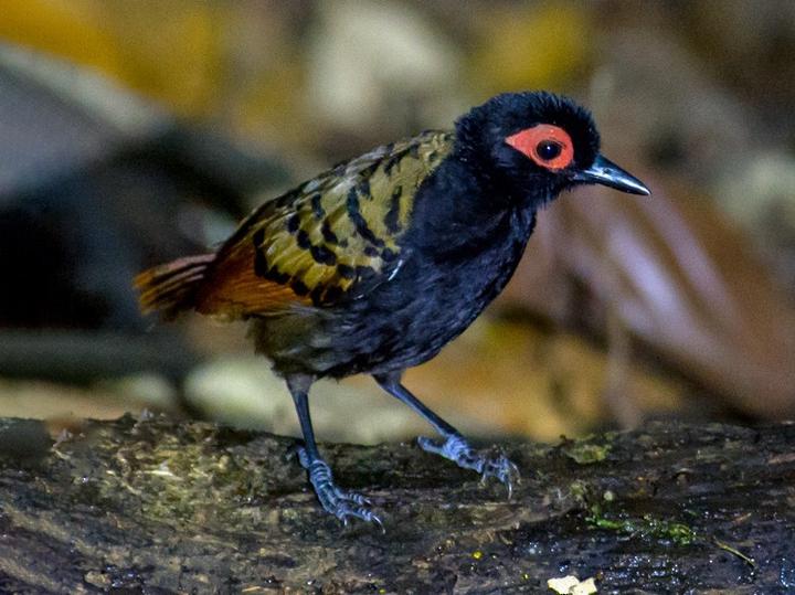 Black-spotted Bare-eye