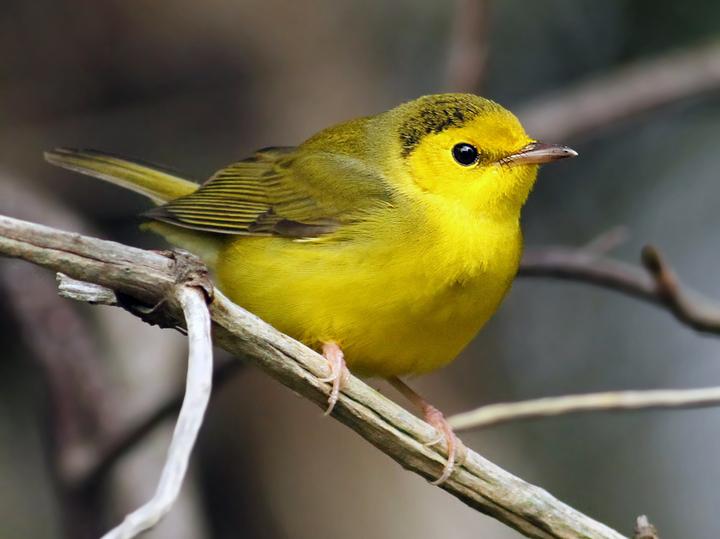 Hooded Warbler