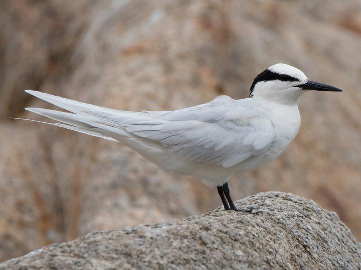 Black-naped Tern